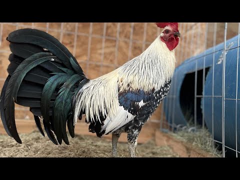 Beautiful Birds Kelso Grey Sweater Roundhead Hatch MOJAVE FARM California