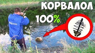 На какой запах клюет рыба карась карп