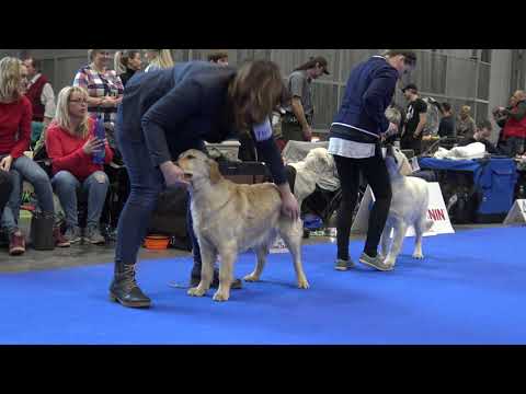 Cattie z Vraclavských lesů a luk, třída dorostu, VN2 - Duocacib 2.2. 2020