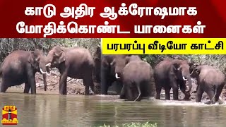 காடு அதிர ஆக்ரோஷமாக மோதிக்கொண்ட யானைகள் - பரபரப்பு வீடியோ காட்சி | Elephant | Nilgiris | Viral Video