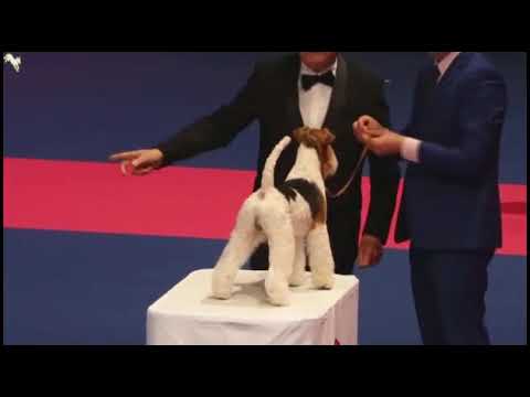 WDS-2017. Best  In Show!!! (12.11.2017)