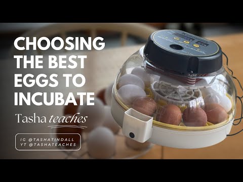 How to Choose the BEST Fertilized Chicken Eggs for Incubation | Size, Shape, Shell & More!