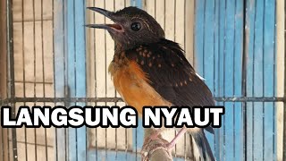 Download lagu Suara Murai TROTOL Ngeriwik ‼️ AMPUH buat pancingan murae batu anakan agar cepat belajar bunyi GACOR mp3 Download lagu Suara Murai TROTOL Ngeriwik ‼️ AMPUH buat pancingan murae batu anakan agar cepat belajar bunyi GACOR mp3