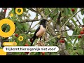 Zeldzame roze spreeuwen gespot