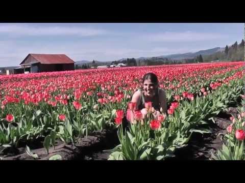 Hello!  A Review of Tulipmania 1637