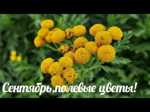 Сентябрь. Полевые цветы. Прогулка на природе.