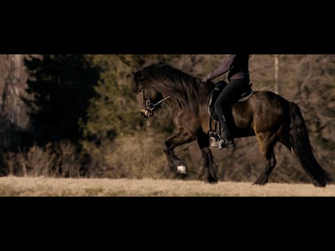 Dominique & Myrkvi vom Kronshof