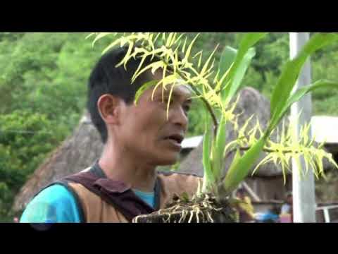 MIX YACUMAMA  Los Hijos de Lamas     EXITOS DEL MUNDO EIRL