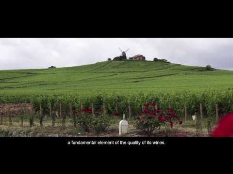 Bollinger video