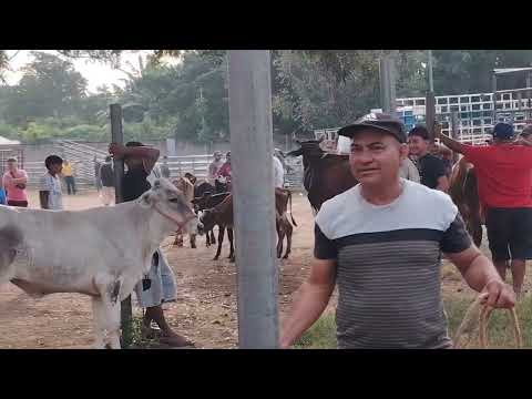 Tiangue de Santa Elena Usulutan El Salvador 27/12/2025 