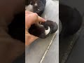 Retractable claws 😳 #jaguar #animals #animalsoftiktok #bigcats #fyp #foryou #foryoupage #shorts #new
