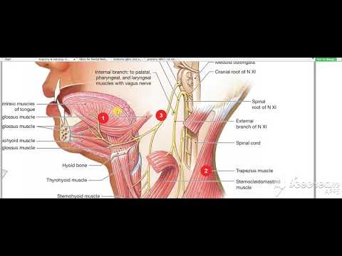 Pharynx constrictors 5
