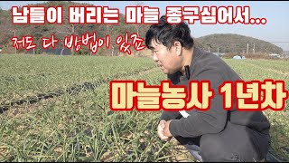 남들이 버리는 마늘 종구 심어서 대박을 달리고 있는 태언 마늘 1년차 초보 농부의 비밀... 설마 농사의 신…