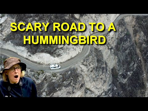 I Traveled on a Scary Treacherous Road for a Hummingbird