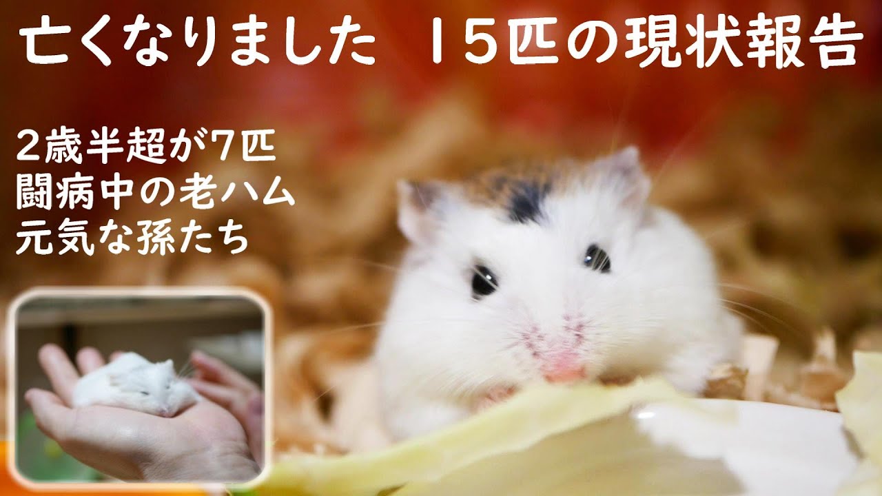 闘病ハムスターを抱え、亡くなり、動画投稿を休んで半年