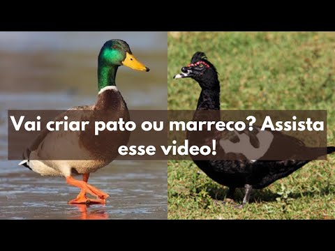 Pato e marreco, qual dos dois criar? Conheça as diferenças entre os dois