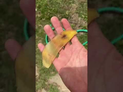 Seda com casca de banana