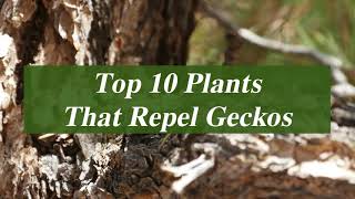 Repel or Get Rid of Geckos with These Plants  - The Pests Control Network