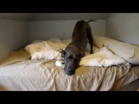 Trying to get my great dane off the bed!
