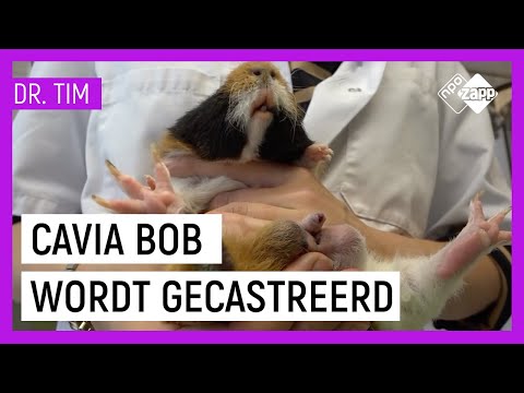 CAVIA BOB WORDT GECASTREERD | Dr. Tim Beestieboys | NPO Zapp