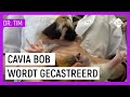 CAVIA BOB WORDT GECASTREERD | Dr. Tim Beestieboys | NPO Zapp