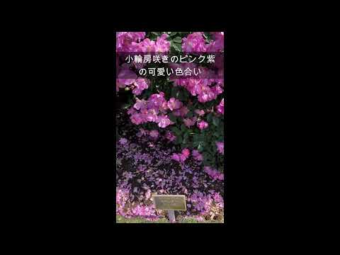 小低木のバラ「ラベンダードリーム」 植物