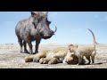 The Lion King Clip Timon And Pumbaa Meet Simba