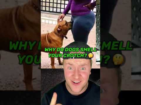 WHY DO DOGS SMELL YOUR CROTCH? 🐶👃
