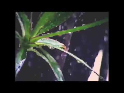 LIL KAINE // ｈｏｐｅ