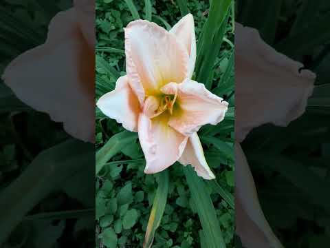 園芸 シトリン ヘメロカリス