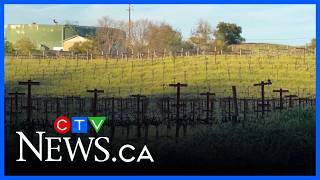 Impact of Canadian tariffs on California wine