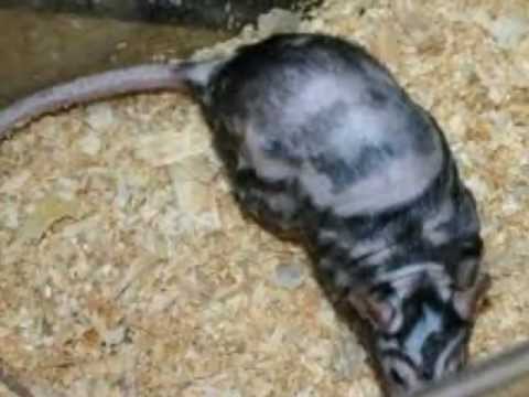 Ratz 101: Ep. 3: Patchwork Rats! HD