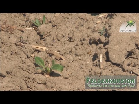 39. Feldexkursion: Fusarien in Weizen, Zuckerrüben - NU Agrar, 18.05.2016