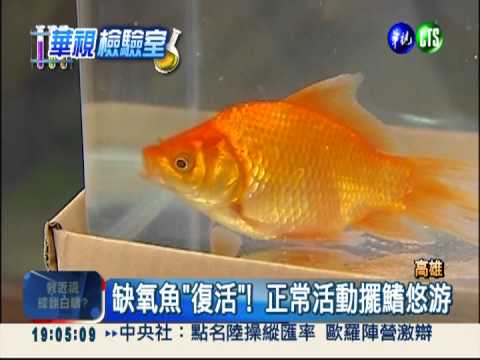 魚浮靈+硫酸銅 垂死魚變活跳跳