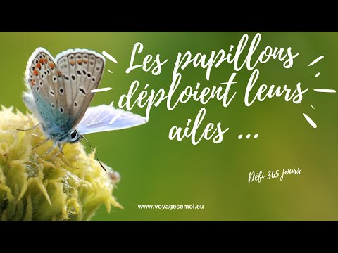 Quand les papillons déploient leurs ailes, jour 235/365 Comment préparer une nouvelle année ?