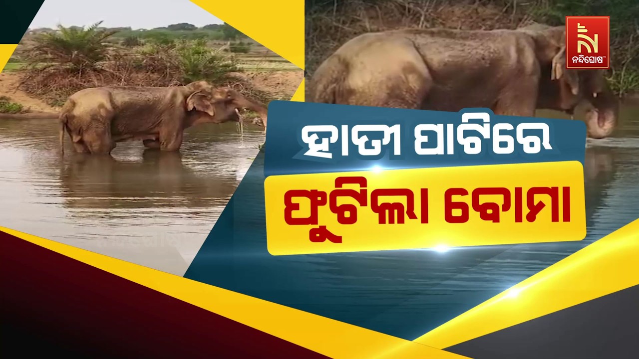 ହାତୀ ପାଟିରେ ଫୁଟିଲା ବୋମା | NandighoshaTV