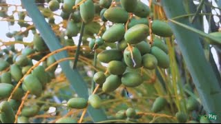 Como se produce Dátil en Soata Colombia- Dátiles -TvAgro por Juan Gonzalo Angel