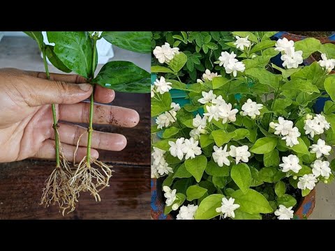 How to grow Jasmine plant from cuttings