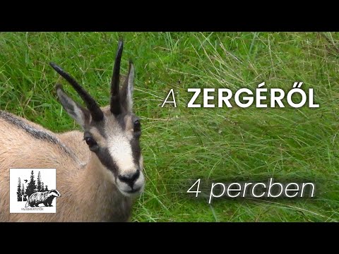 Alpesi zerge