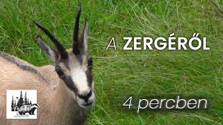 Alpesi zerge – fajismertető videó