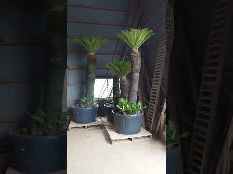 ソテツ、サゴヤシシダ 植物