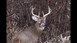 2017 Pennsylvania Deer Season Opening Two Days - Royer