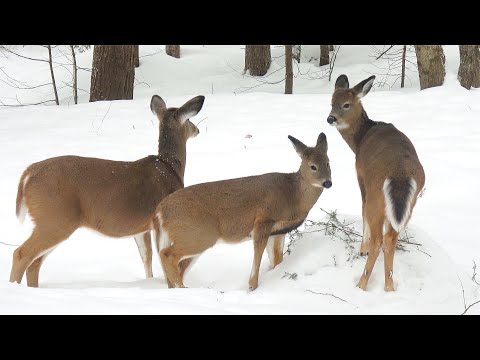 사슴 가족 세 식구 겨울 먹이 챙겨주기