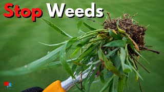 STOP WEEDS in your Lawn WITHOUT Chemicals