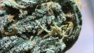 orangebud x sourkush sample bud!!!