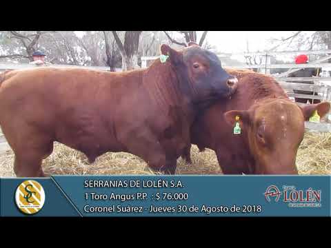 30-08-18 Venta de Toros Angus Y P.H. P.P., P.C. y P.R. - Serranías de Lolén S.A. - Coronel Suárez