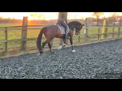 10 j Stute v. Fürstenball