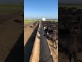 Sunday Morning Feeding In 8 Seconds Farm Beef Cattle