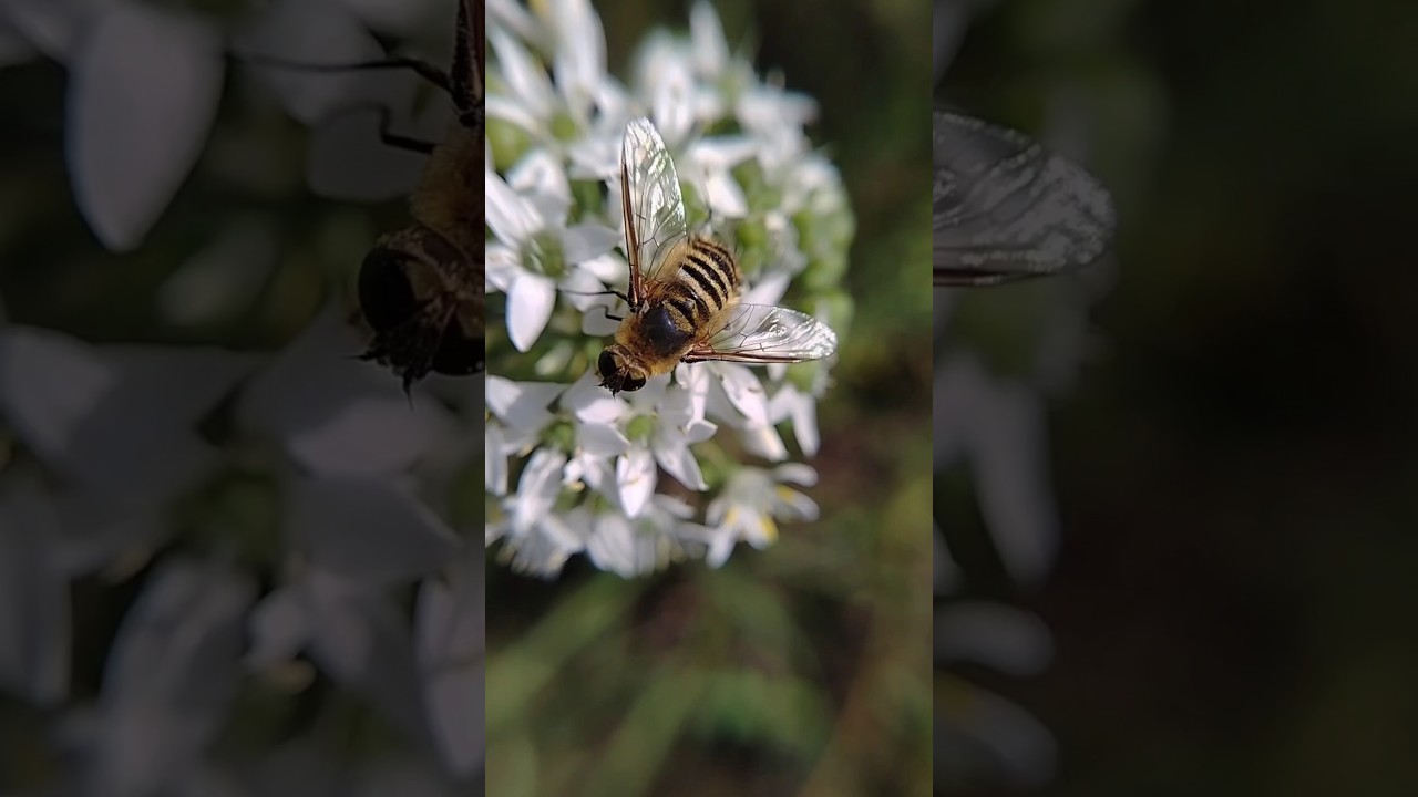 Bee mimics🐝 - Пчеловидки и Жужжалки🐝 #hoverflies #beefly #bee #mimicry #insects #nature #wildlife