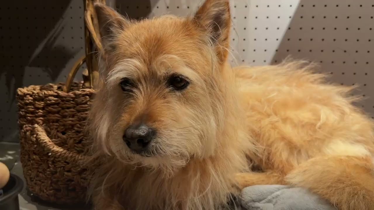 ポテの腫瘍の検査結果を聞いてきました